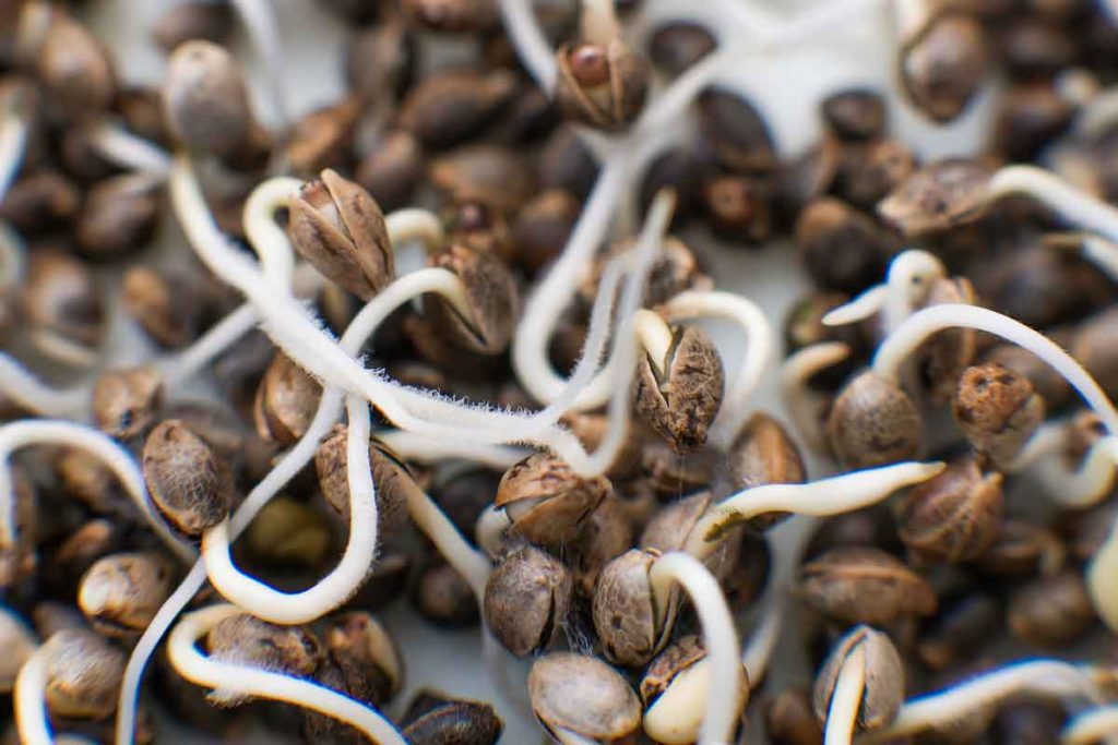 Buy Cheap Marijuana Seeds in Canada