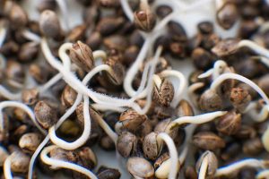 Buy Cheap Marijuana Seeds in Canada