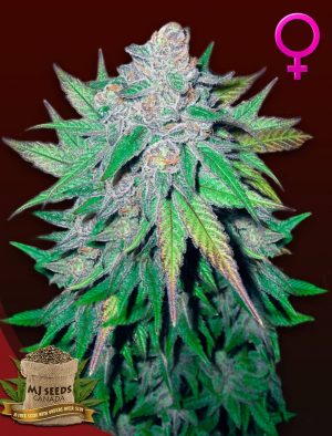 California Dream Feminized Marijuana Seeds