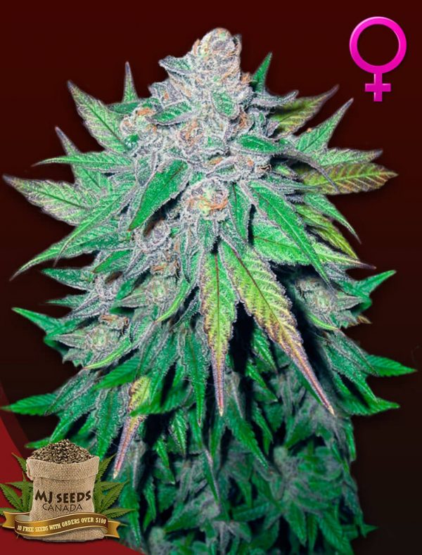 California Dream Feminized Marijuana Seeds