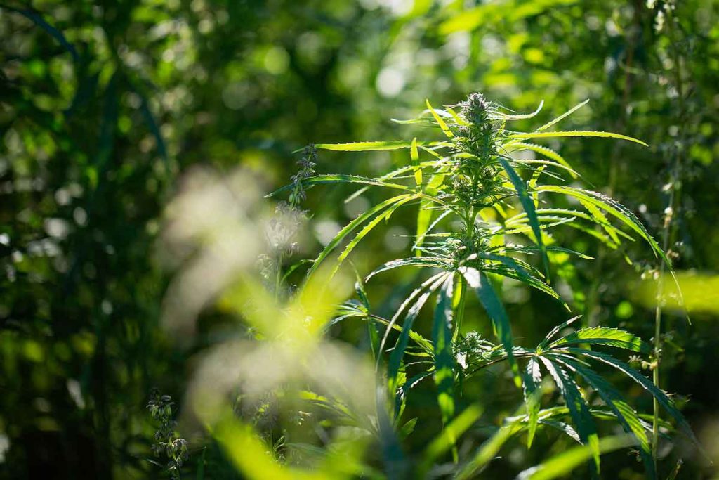 Canada Marijuana Seed Banks Go Online