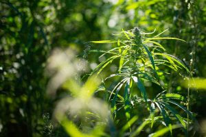 Canada Marijuana Seed Banks Go Online