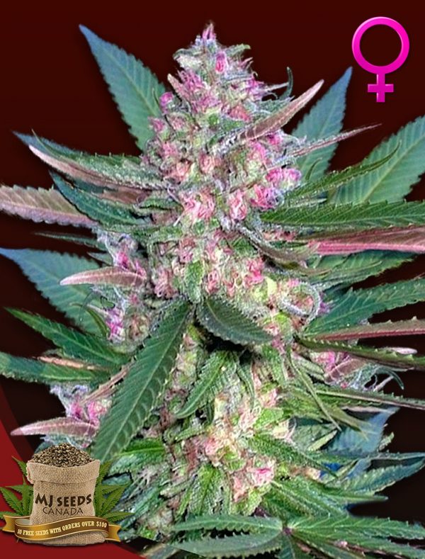 BUY Cotton Candy Feminized MJ Seeds Canada