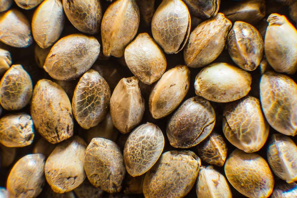 Do Not Buy Cannabis Seeds in Bulk – an Advice
