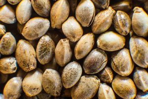 Do Not Buy Cannabis Seeds in Bulk – an Advice
