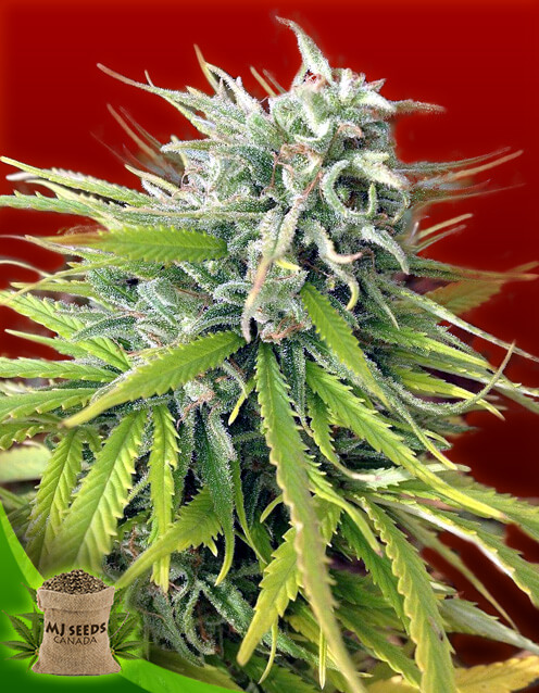 Конопля durban poison как коноплю варить в ацетоне