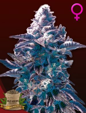 Girl Scout Cookies Feminized Marijuana Seeds