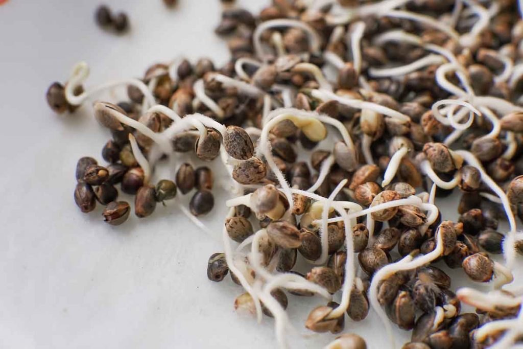 How to Have the Best Shopping Experience When Ordering Marijuana Seeds Online
