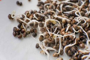 How to Have the Best Shopping Experience When Ordering Marijuana Seeds Online