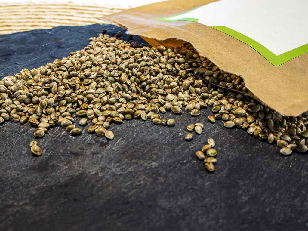 Important Reminders Before Buying Marijuana Seeds on the Internet
