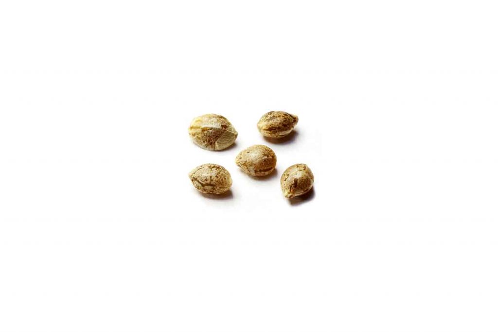 Is It Legal to Buy Marijuana Seeds from Canada