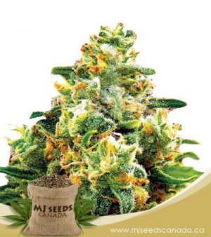 LA Confidential Feminized Marijuana Seeds