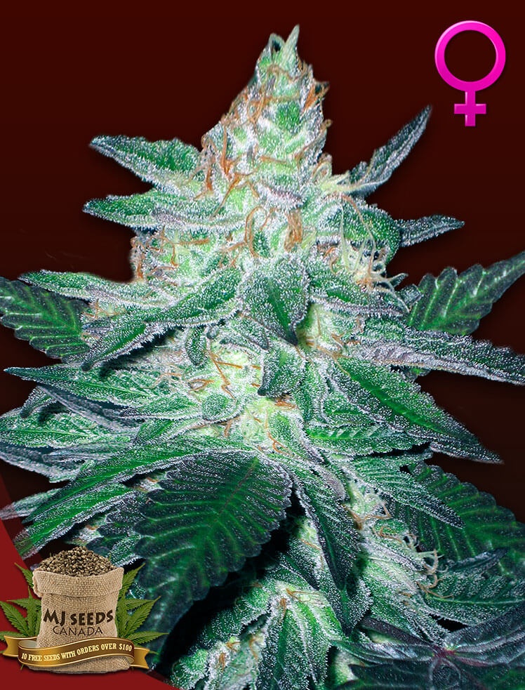 sampletank la confidential