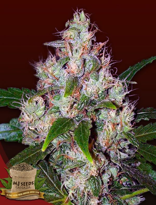 BUY Lemon Kush Regular MJ Seeds Canada