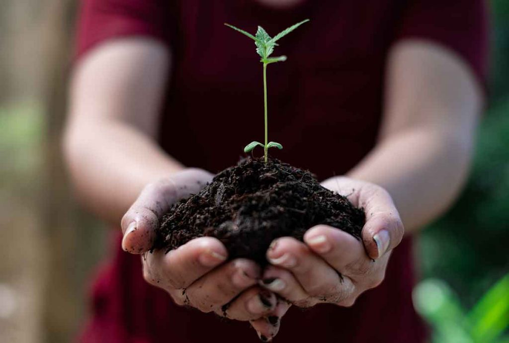 Marijuana Seeds Germination