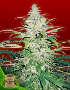 Northern Lights Feminized Marijuana Seeds