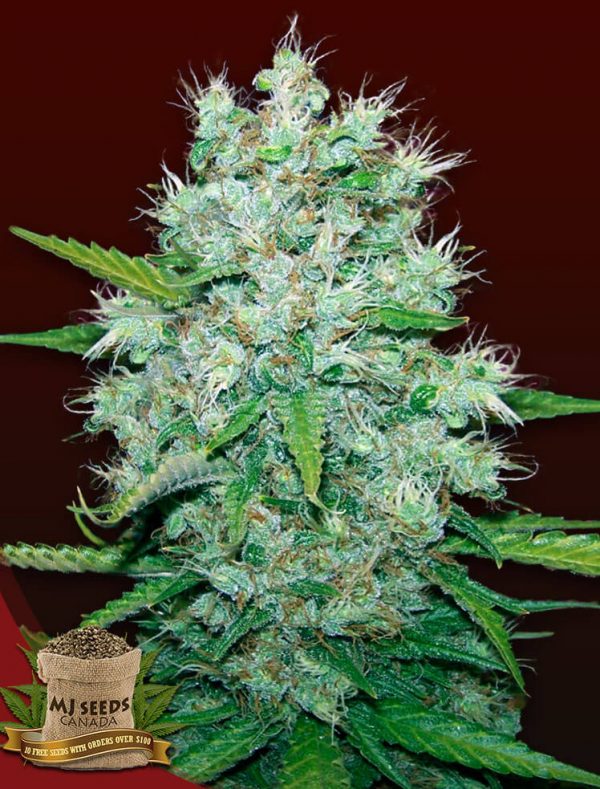 BUY Orange Bud Regular MJ Seeds Canada