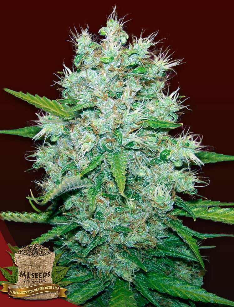 BUY Orange Kush Regular MJ Seeds Canada