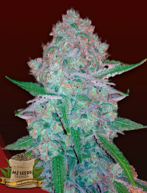 BUY Pineapple Express Regular MJ Seeds Canada
