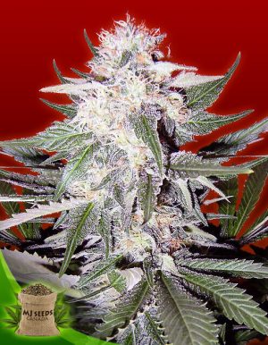 Purple Haze Feminized Marijuana Seeds