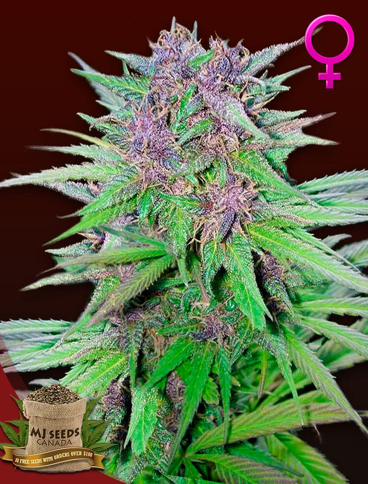 BUY Purple Power Feminized MJ Seeds Canada
