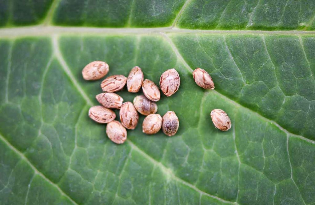 Sourcing the Best Marijuana Seeds for Growing Weed