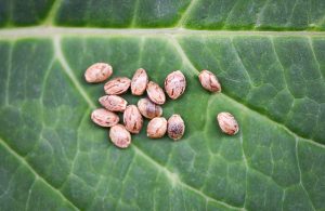 Sourcing the Best Marijuana Seeds for Growing Weed