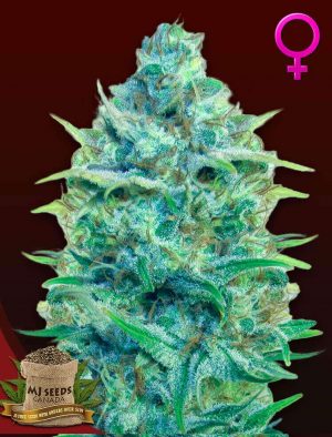 Strawberry Cough Feminized Marijuana Seeds