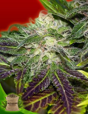 Sweet Tooth Regular Marijuana Seeds