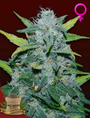 Sweet Tooth Feminized Marijuana Seeds