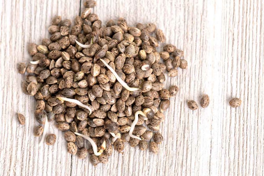 Tips in Planting Marijuana Seeds