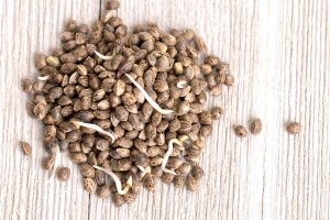 Tips in Planting Marijuana Seeds