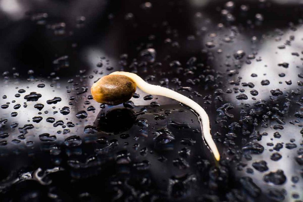Where to Order Cheap Medical Marijuana Seeds