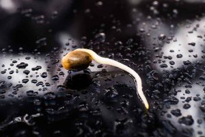 Where to Order Cheap Medical Marijuana Seeds