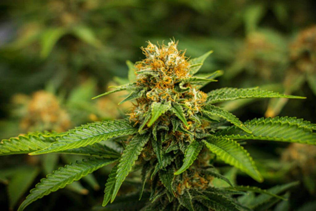 Which Is Better Growing Marijuana Seeds Indoors or Outdoors
