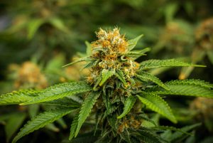 Which Is Better Growing Marijuana Seeds Indoors or Outdoors
