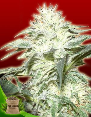 White Widow Feminized Marijuana Seeds