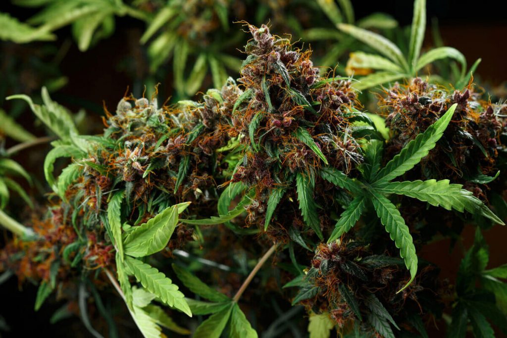 10 Best Weed Strains to Grow in Your Garden