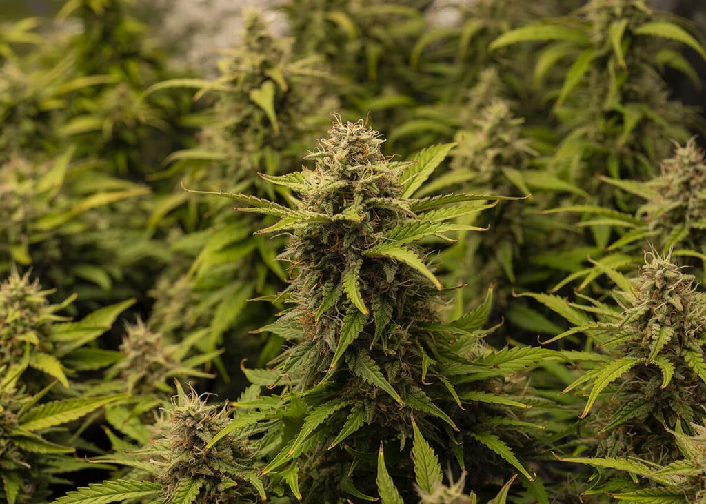 10 High THCV Strains That Can Get You High
