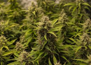 10 High THCV Strains That Can Get You High