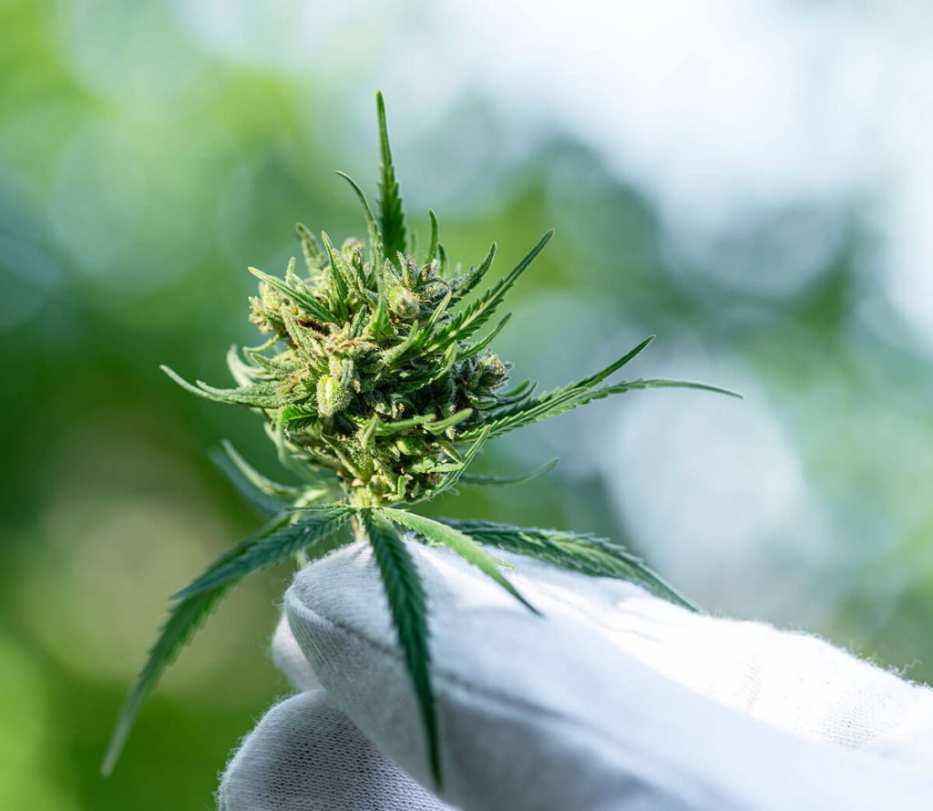 How to Tell When to Harvest Cannabis