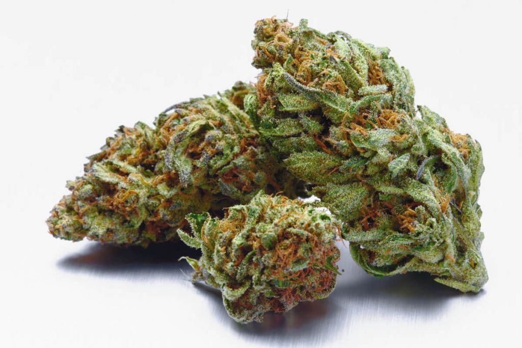 Landrace Strains: Why Are They Rare?