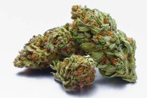Landrace Strains: Why Are They Rare?