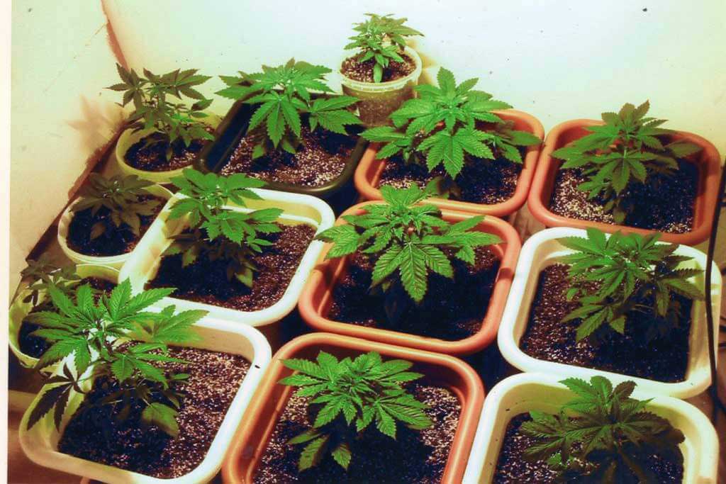 Cannabis plant food