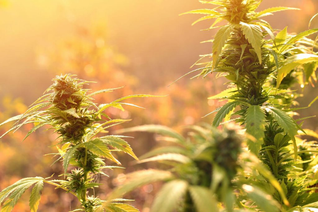 What are the Pros and Cons of Legalizing Weed?