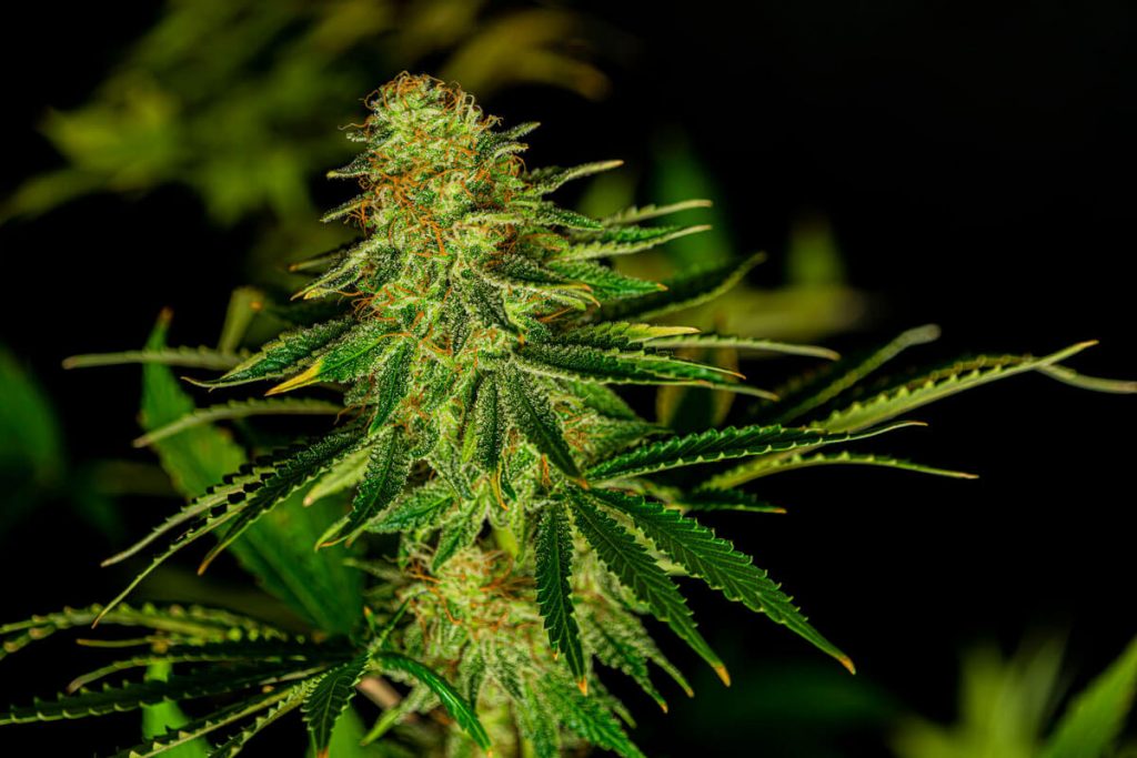 What is Kush and Why is it Famous in the Cannabis World