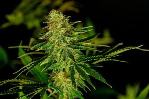 What is Kush and Why is it Famous in the Cannabis World
