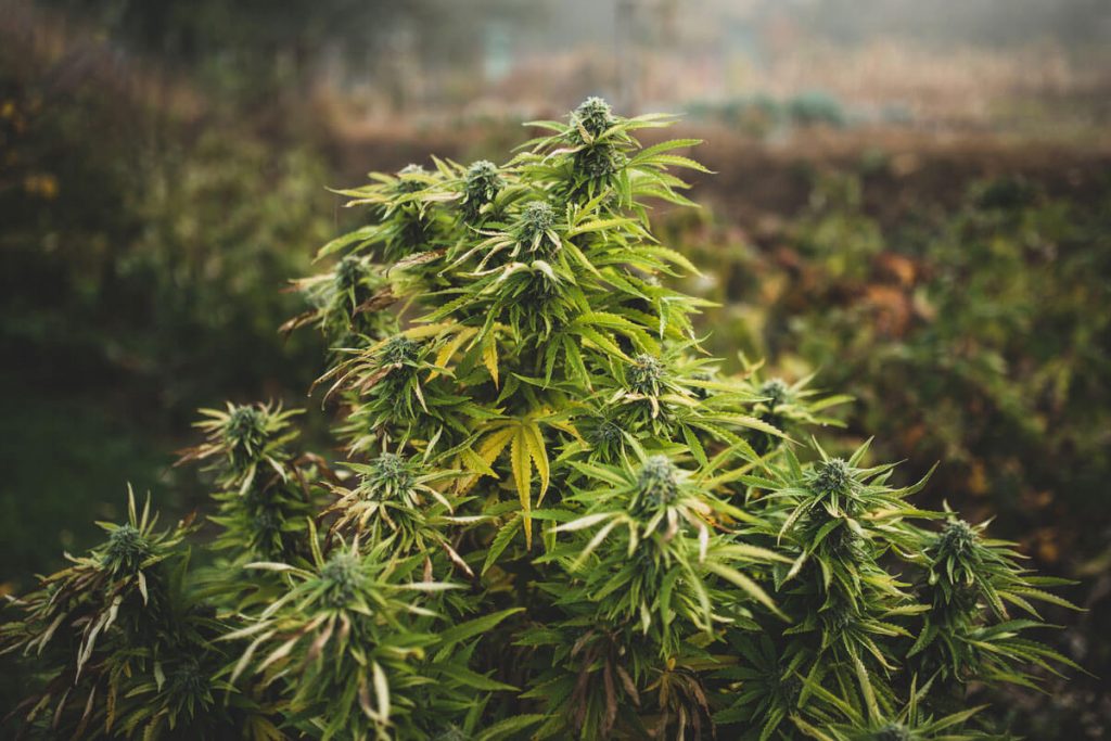 What is the Best Canadian Outdoor Strain?