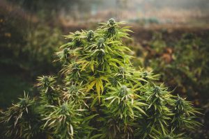 What is the Best Canadian Outdoor Strain?