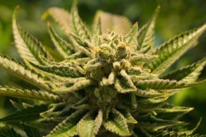 bipolar and weed